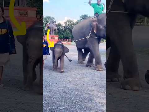 Noughty Beby Elephant 🐘😲