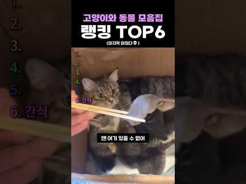 고양이와 <strong>동물</strong> 모음집 랭킹 TOP6
