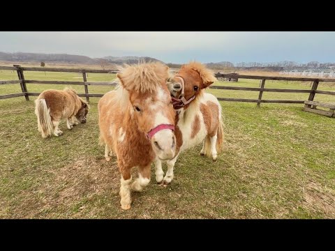 誰にでもフレンドリーな仔馬、先輩にも通用するのか？