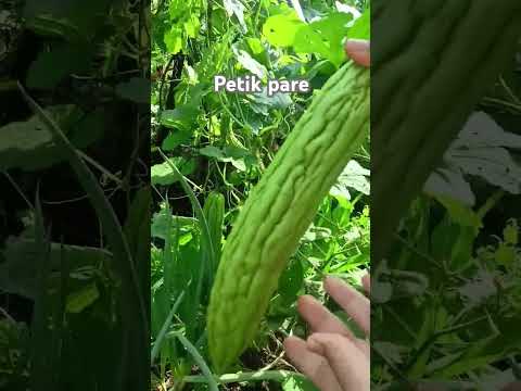 petik pare #shorts #budidayatanaman #pertanian #pare #sayuran #berkebun #tanaman #harvest #viral