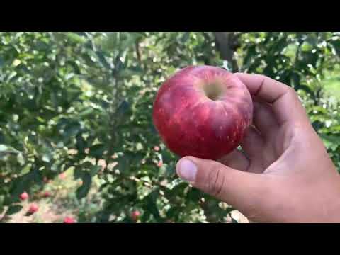 Tsugaru Apple Tasting