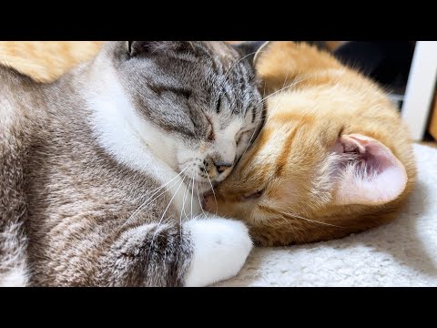 とっても優しい男の子猫たちのおかげで姫猫も末っ子猫も自由な甘えん坊に育ってます