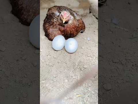 Hen Hatched Cute Baby Duck #shehrmaindehat #petsvloging #birdsvlog
