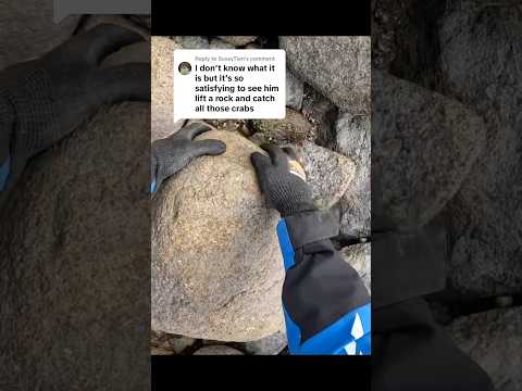 Flipping Rocks For Crabs - Invasive Asian Crab Hunting