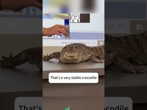 Crocodile: I hate everyone who have no sense of boundaries #fyp #funny #funnyanimal #petsunited