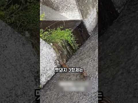 끝까지 포기하지 않고 언덕을 오른 막내 멧돼지