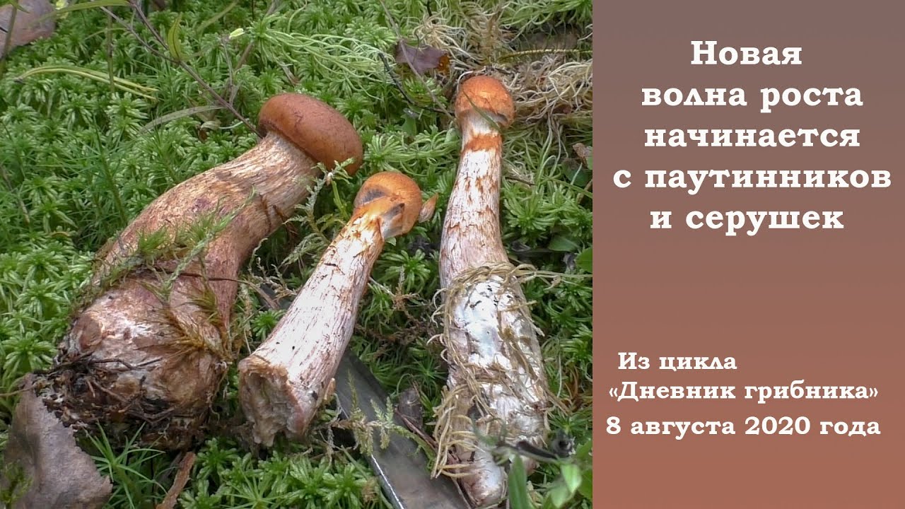 Новая волна роста началась с паутинников и серушек. 8 августа 2020 года