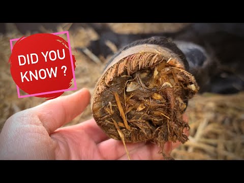 Did you know a foal's hoof first looks like this? | Friesian Horses