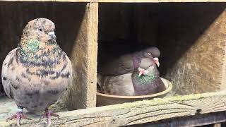 Breeding Season at Tony Terminator loft #pigeon #birds  