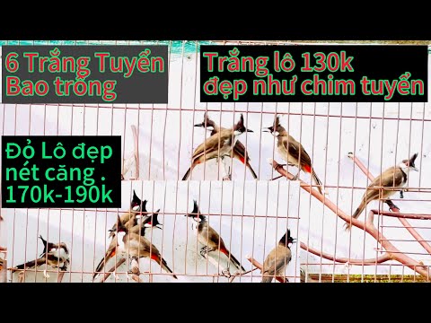 Mào lô nay Quá đẹp! trắng 130k đẹp như lựa🔥. Đỏ lông mới 170-190k mào lân có đủ. Trắng Bao Trống....