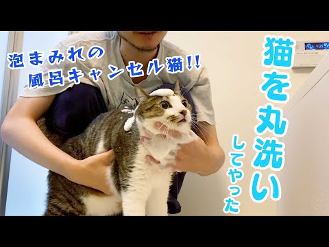 【悲報】風呂キャンセル界隈の元保護猫、ジャブジャブに洗われてしまう