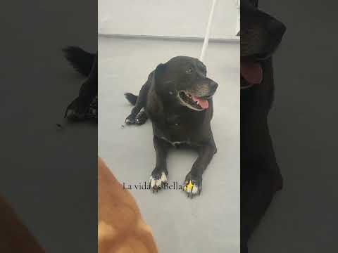 La intensa...y no te diré quién es🐶🐾#animalshorts #perros #humor #dog #labrador #pitbull #reir