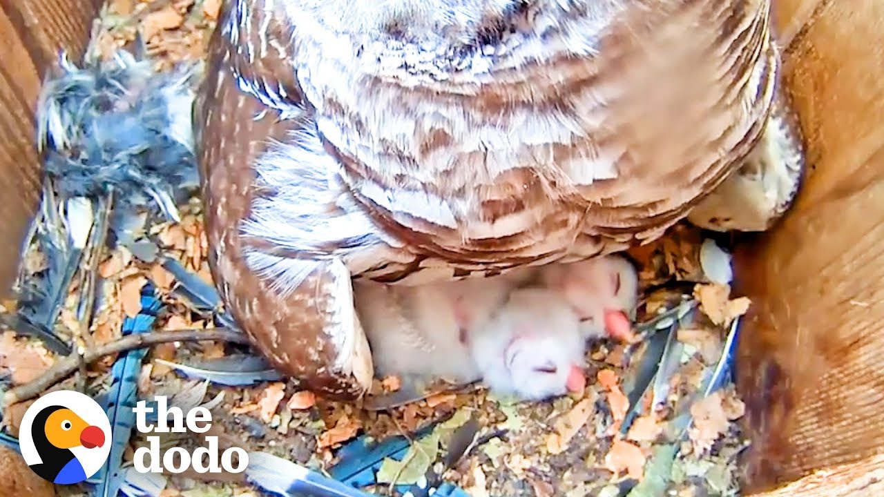 Watch These Baby Owls Hatch and Learn to Fly