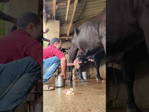 Draining of pus from Udder of a cow#Udder operation in a cow#mastitis treatment in a Holstein cow#