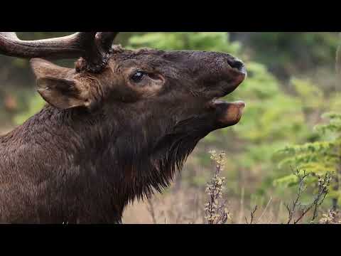 Super Close Up Elk Bugles - Crystal Clear Audio - 4k - Rut in the Rocky Mountains