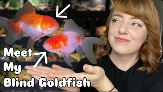 Meet My Blind Goldfish
