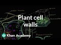 Understanding Plant Cells and Their Structures