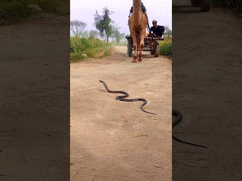 Camel k agy kala saamp