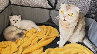 Mother cat woke up her cute kittens to feed them. Who's first for milk?