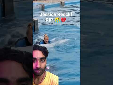 Jessica vs Dolphin 🐬 Attack Reels || #shark #trending #video #animals #youtube #bestshark