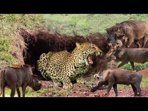 OMG! Leopard Enters Cave To Capture Warthog - Leopard Suffers Pain When Warthog Teeth Are Stabbed