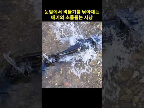 눈앞에서 비둘기를 낚아채는 메기의 소름돋는 <strong>사냥</strong>