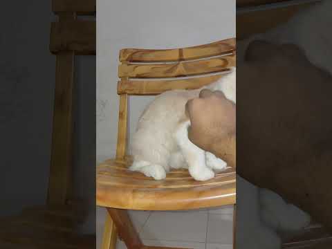 Cat Funny Shorts #catvideos #catlovers