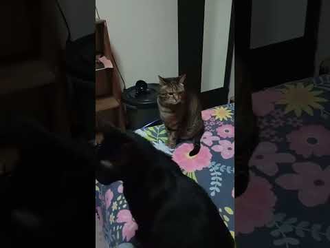 Tienen Hambre? #reels #cat #gatos #viralvideo #gato #humor #pets #michis #shorts #becky #bagheera