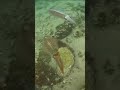 Squid Behavior and Signaling Patterns