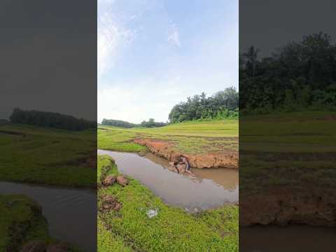 #shortsvideo #fishing
