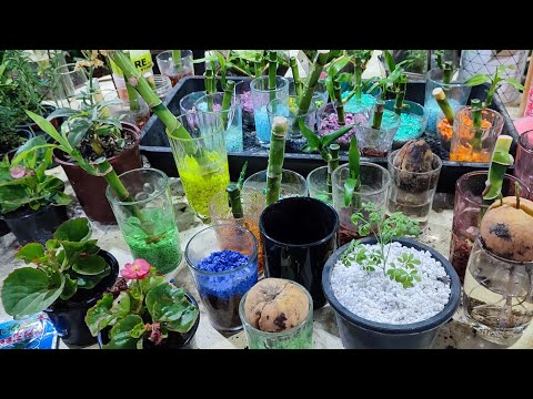 نباتات داخلية ممكن زراعتها في الماء Indoor plants can grow in water 室内植物可以在水中生长