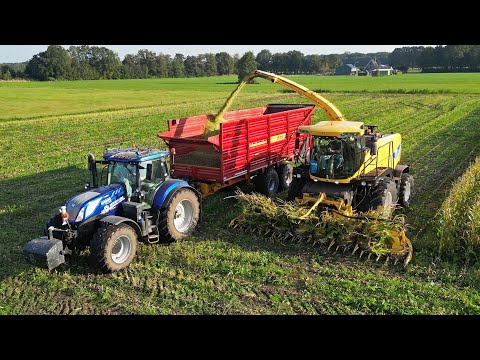 Mais Silage 2024 | New Holland FR9050 + T7.230 | H. Korenberg & Rozeboom