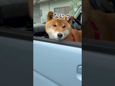 犬の動画サムネイル - ’25.5.19 力丸のおうち… #柴犬 #柴犬のいる暮らし #柴犬の日常 #車中泊 #力丸