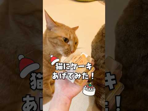 猫にケーキあげてみた！ #shorts