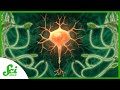 Microbial Applications in Oxygen Delivery