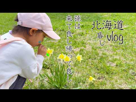 孫と過ごしたGWからいつもの暮らしに戻る/北国 遅い春の台所しごと 山菜コゴミLife in Hokkaido, Japan