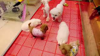#chó#chóphốcsóc#dogcute Tik Tok Chó Phốc Sóc Mini  Funny and Cute Pomeranian | cute animals#683