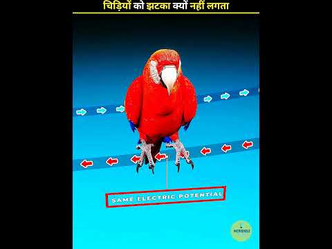 Why don't birds feel electric shocked ? 😳#shorts #facts #factsinhindi