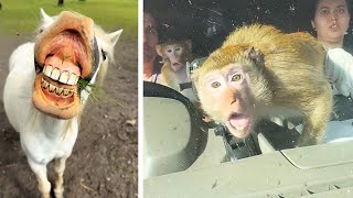 #55 Die besten Videos 2025 || ✪ Stern DuTube
