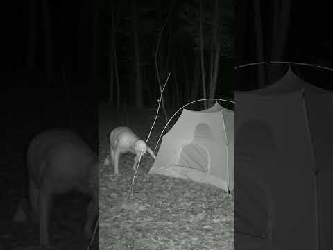 Skinwalker old footage #ai #skinwalker #shorts #aiartcommunity #horror #weirdcore #scary #ytshorts