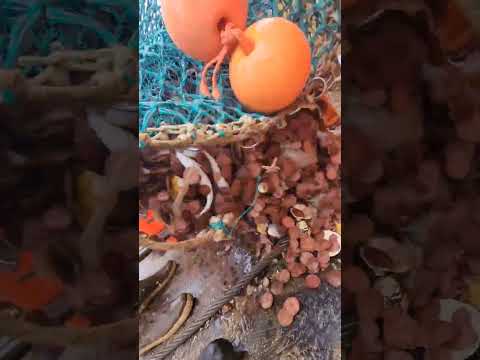 SCALLOP DREDGE BYCATCH! #shorts  #commercialfishing #scallops #fishing #foryou  #FYP