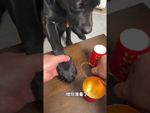 Dog: Do you still want to send me away? Cute pet debut plan, the daily life of a furry 🕺 P108