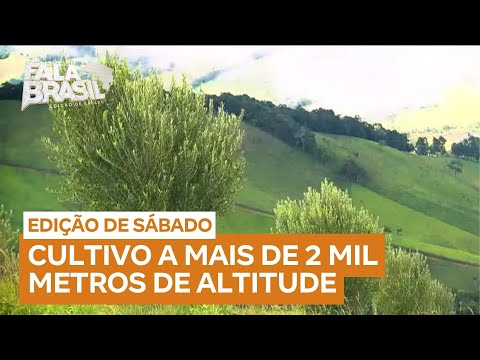 Sabores da Mantiqueira: Clima frio ajuda a produzir azeitonas de alta qualidade fora de época