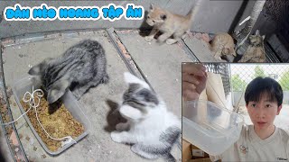 Đàn Mèo Hoang Trên Nóc Nhà Phần 4 - Lần Đầu Cho Mèo Con Tập Ăn Hạt