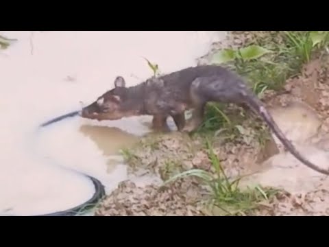 ヘビ🐍vsネズミ🐀