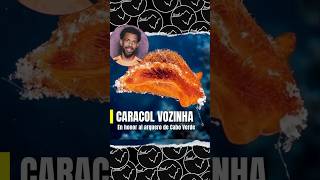 🐚 Descubrimiento marino: el caracol Aldisa vozinhai -  #AldisaVozinha #Mundial2026
