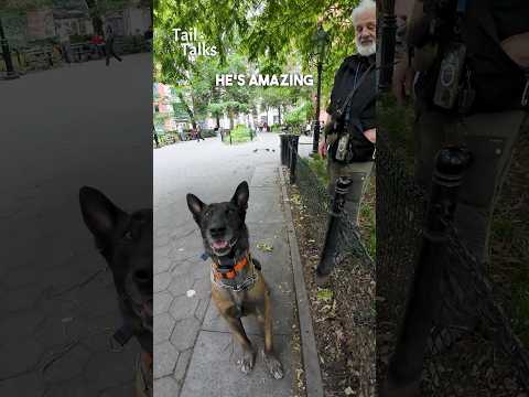 We met a Belgian Malinois training in the park #belgianmalinois ##dog