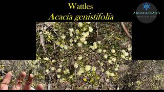 Acacia ID (Wattles): Acacia genistifolia (Spreading Wattle / Early Wattle)