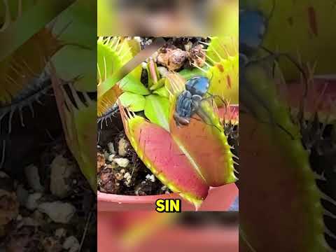 Las MOSCAS NO SIENTEN sus ALAS 😱