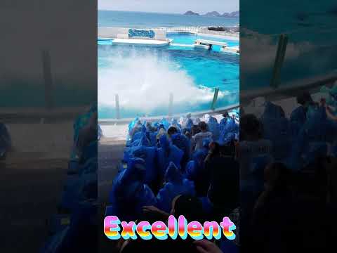 ラビーちゃんのテールバーストサイコ～🥰 #Shorts #鴨川シーワールド #シャチ #kamogawaseaworld #orca #killerwhale